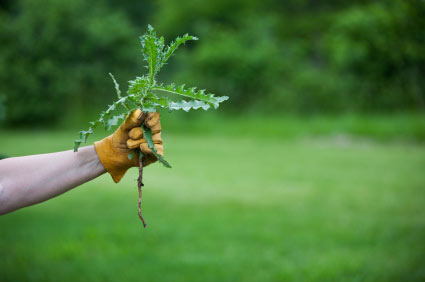 6 Tips for a Perfect Lawn